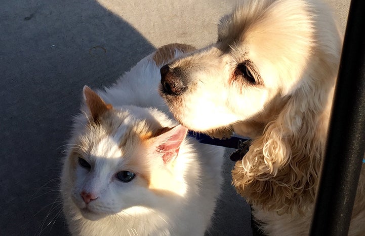 Ted the cocker spaniel and his best buddy Winslow the cat