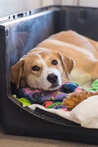 Kay the dog who was rescued from a hoarding situation wouldn’t crawl out of her open crate