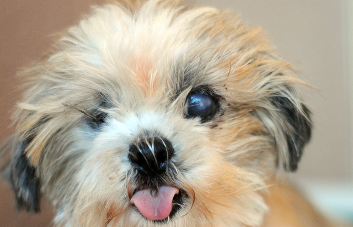 Dog rescued from puppy mill with tongue stuck out and eye issue