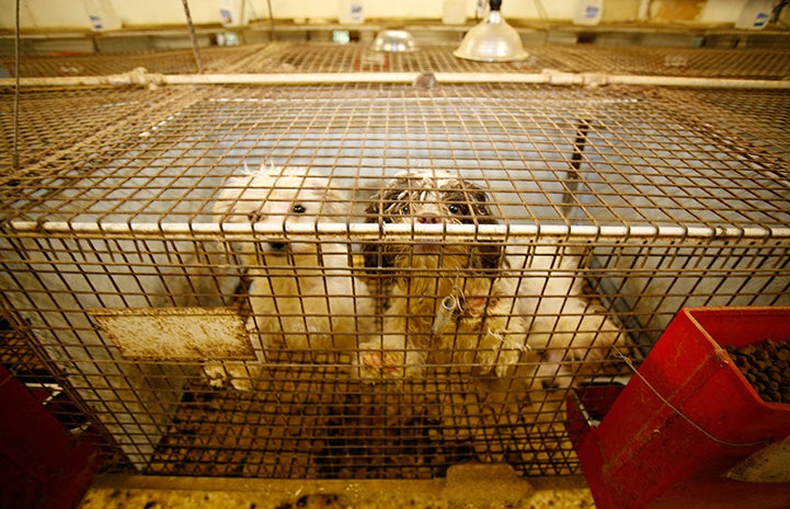 Dogs in a puppy mill