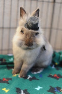 Sir Meriwether Scribbles Bunsworth the Third the dwarf Lionhead bunny in his finest attire