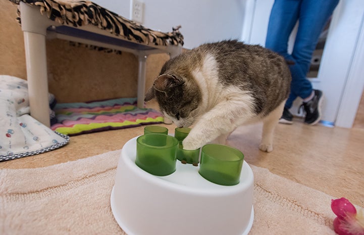 Food puzzles are helping Eli the cat with his appetite