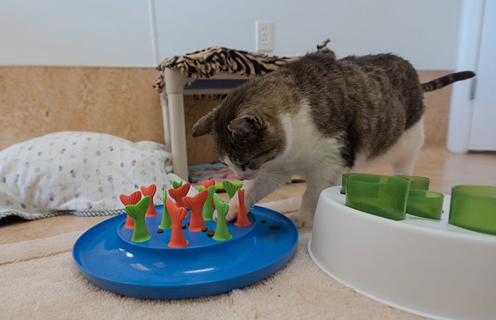 For Eli the cat, food puzzles have been life-changing