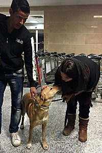 Kamy, a German shepherd mix originally from Iran, now has a loving home in the United States
