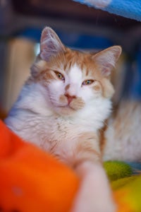 Handsome Indiana, with his orange-and-cream-colored fur