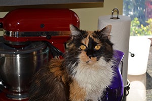 Roxie, who looks like a princess with her soft, shiny calico fur and her big gold eyes