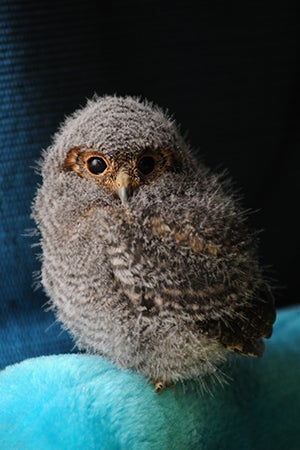 The little fledgling flammulated owl