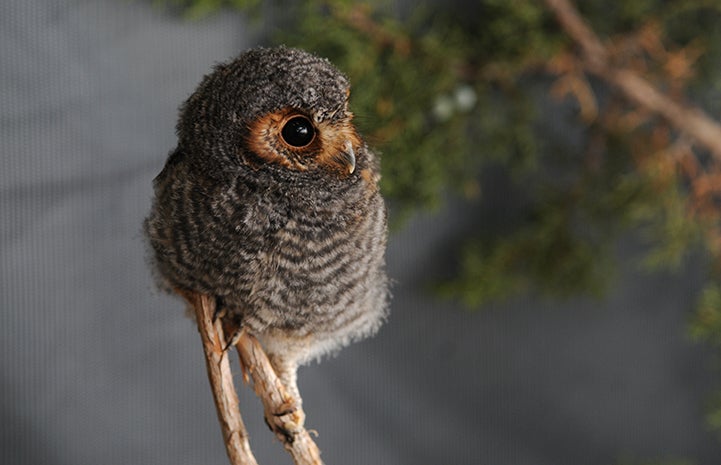 The little flammulated owl got rehabilitation at Wild Friends