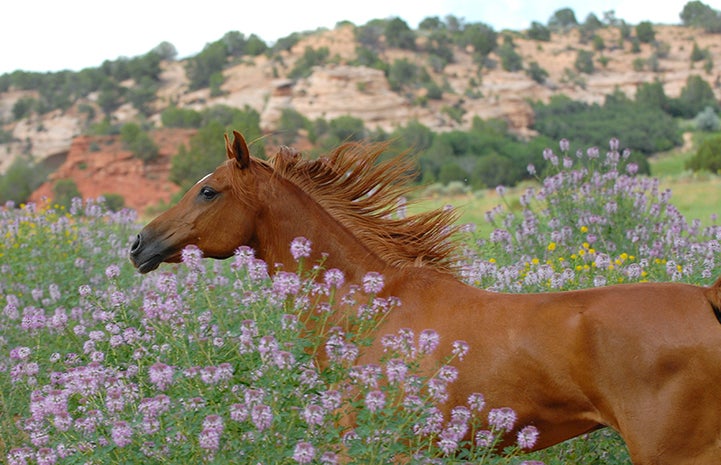 Alex the horse in flowers