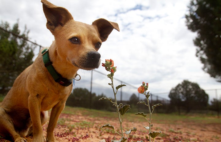 Bebo the dog smelling some orange wildflowers