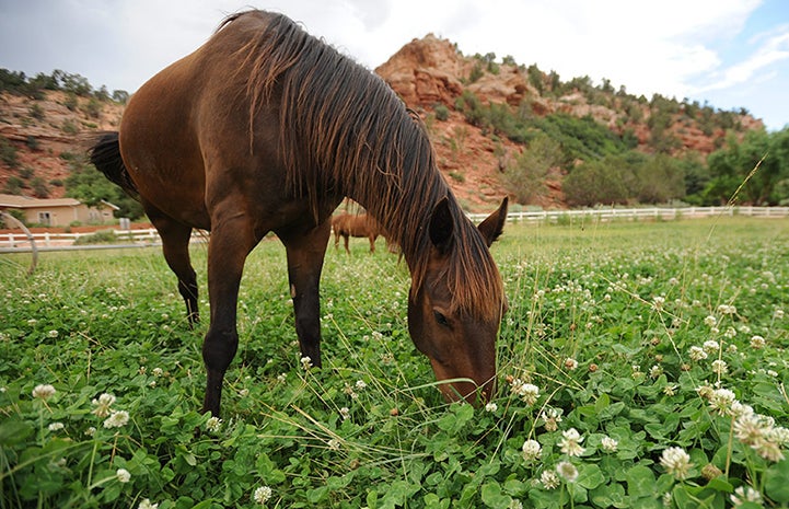 Marshall the horse eating clover