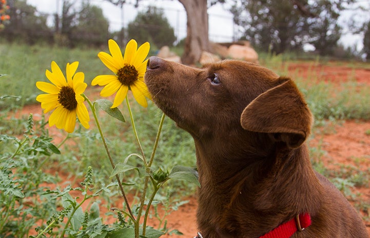 Paco the dog and some sunflowers