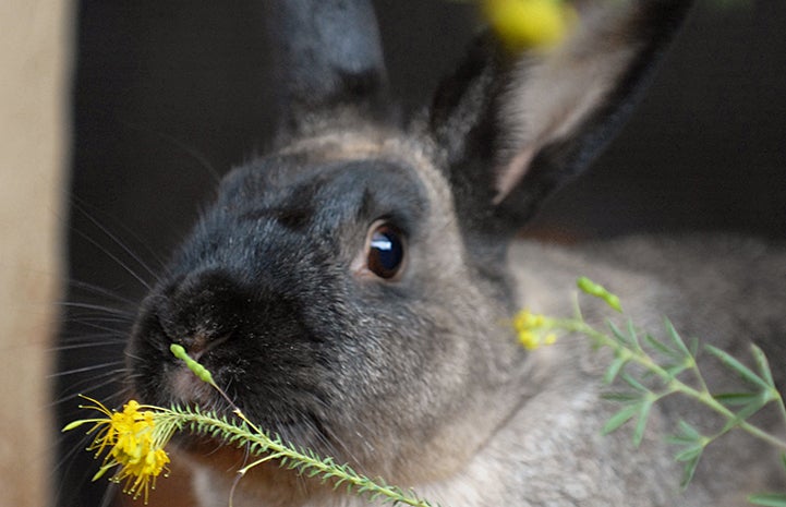 Rocky the rabbit about to eat a flower