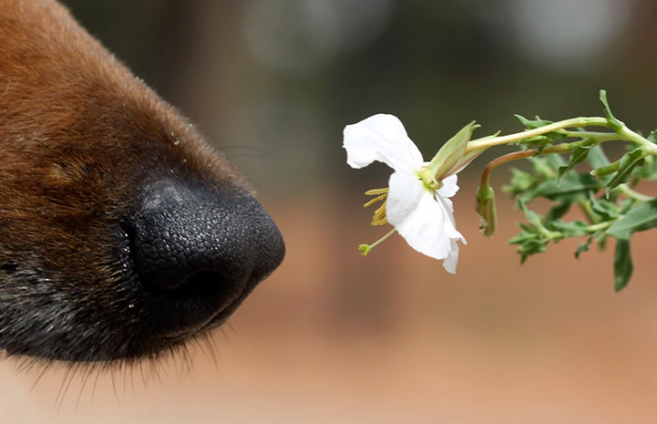 Dog nose smelling a flower