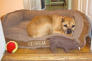 Georgia, who was rescued from Michael Vick's fighting ring, snuggling in bed