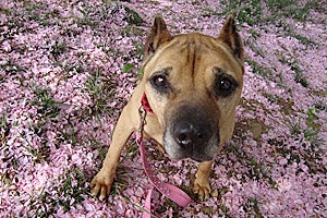 Georgia the Vicktory dog in flowers
