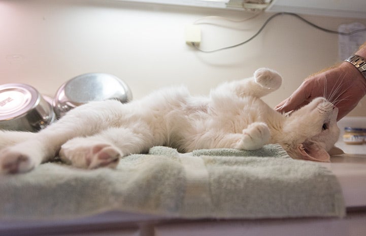 Visit Kennedy the cat and he’ll roll over sleepily and let you pet his belly