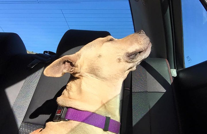 Joy the pit bull terrier mix enjoying a car ride