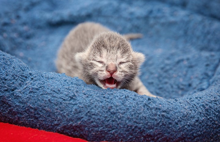 Gray kitten from the first 2016 litter in Los Angeles