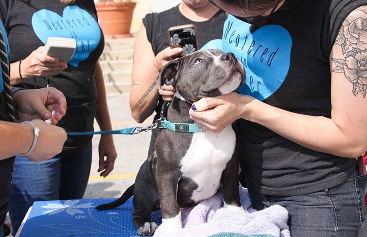 A pit bull terrier at One Tail at a Time's Community Pet Day