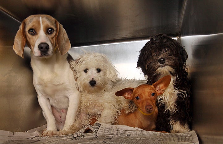 Dogs rescued from puppy mills as part of Mills to Manhattan