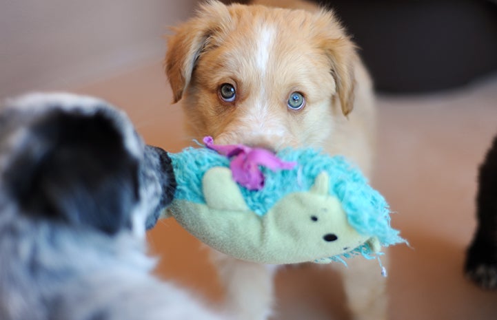 Cute puppy holding a toy