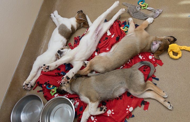 Group of puppies sleeping