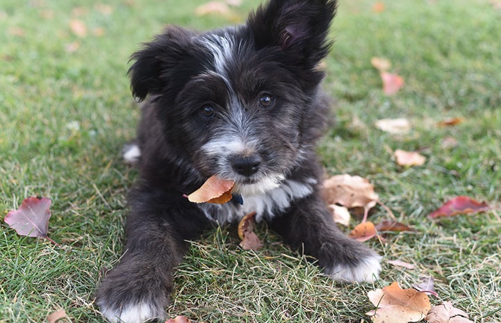 Puppy playing in the leaves