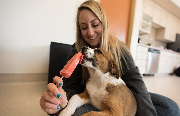 Woman feeding a puppy a popsicle 