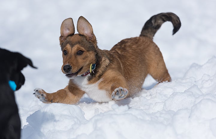 Puppy running in the snow