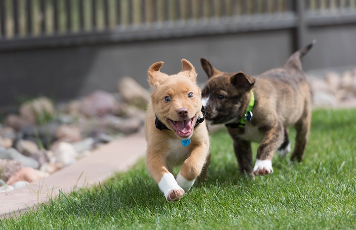 Two puppies running in the backyard