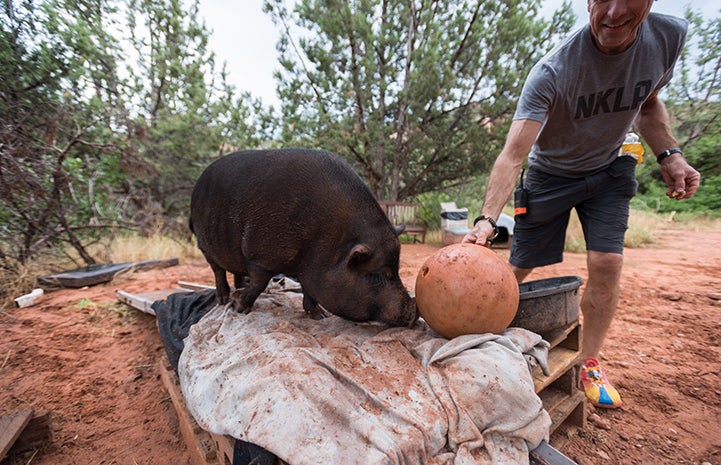 Kennedy the potbellied pig learning to push a bowling ball through clicker training