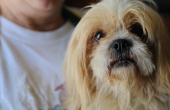 Lhasa Apso-type dog rescued from puppy mill
