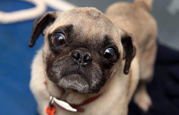 Pug rescued from puppy mill