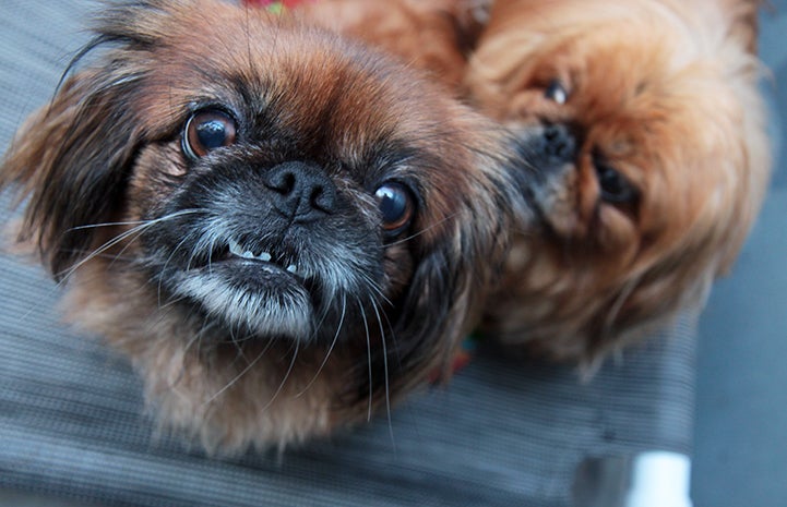 Pekingese dogs rescued from a puppy mill