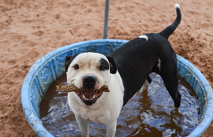 Animal pictures of summer fun: pit bull terrier type dog in a little pool