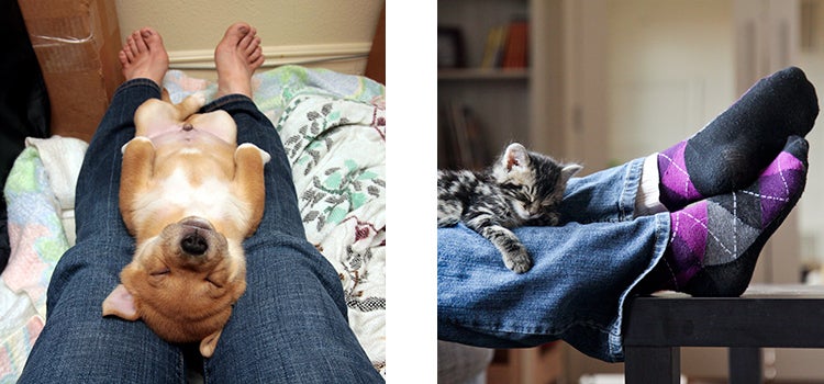 Puppy and kitten sleeping on a person's legs