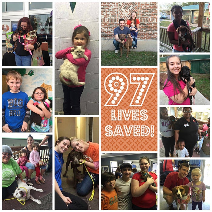 Photos collage showing Southern Pines Animal Shelter dog and cat adoptionss