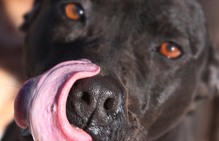 The tongue of Hera the dog