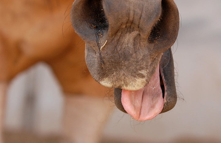 The tongue of Riley the horse
