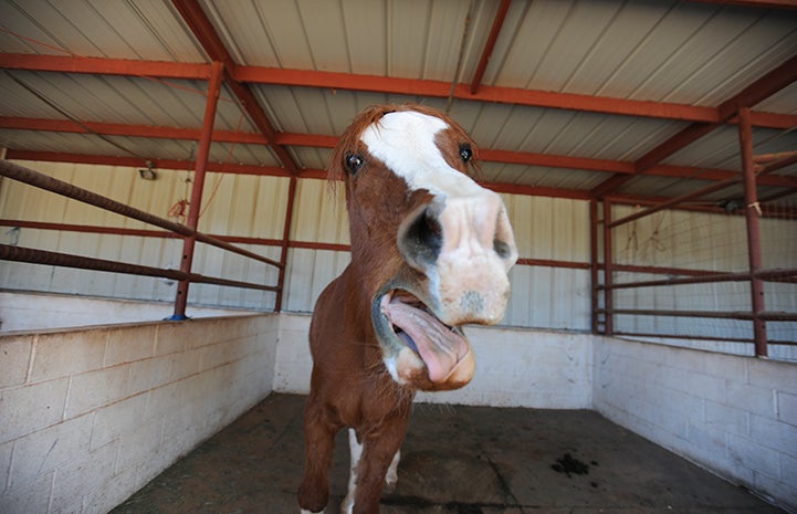 The tongue of Walter the horse