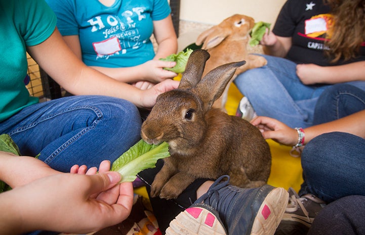 Volunteers feeding lettuce to rabbits at Bunny House at Best Friends