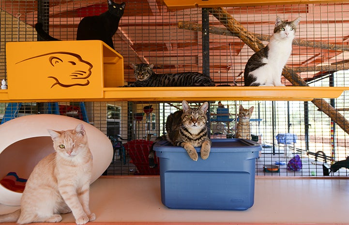 Several felines at Cat World at Best Friends