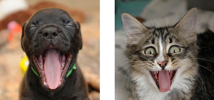 Puppy yawning and kitten meowing