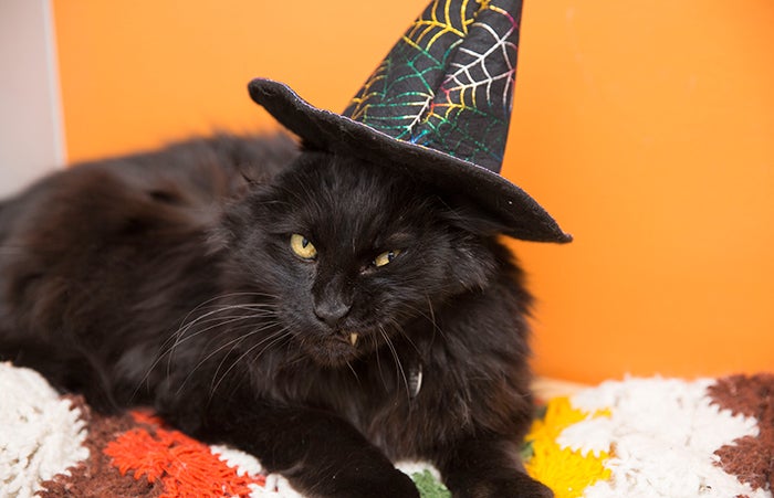 Black cat wearing a witch costume