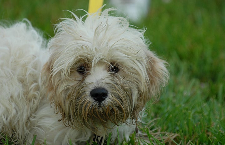 While Maltese type dog rescued from puppy mill