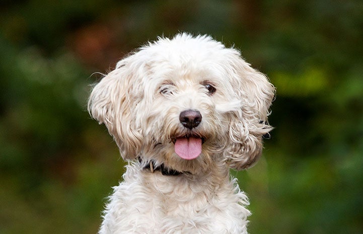 Beanky the poodle mix