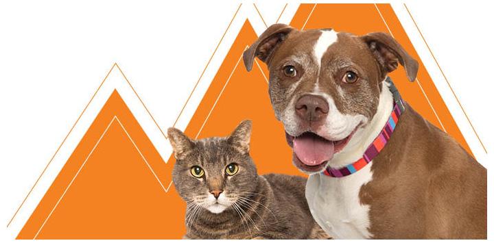 Cat and dog in front of some orange peak-type graphics