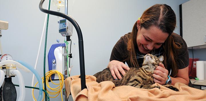 Woman helping with a cat dental procedure at the Best Friends Clinic