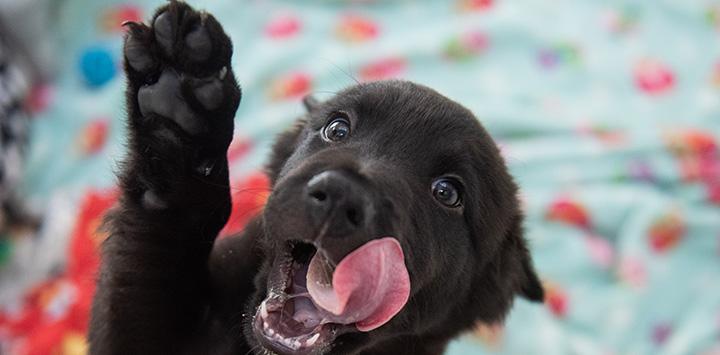 Black puppy with paw raised and licking his lips